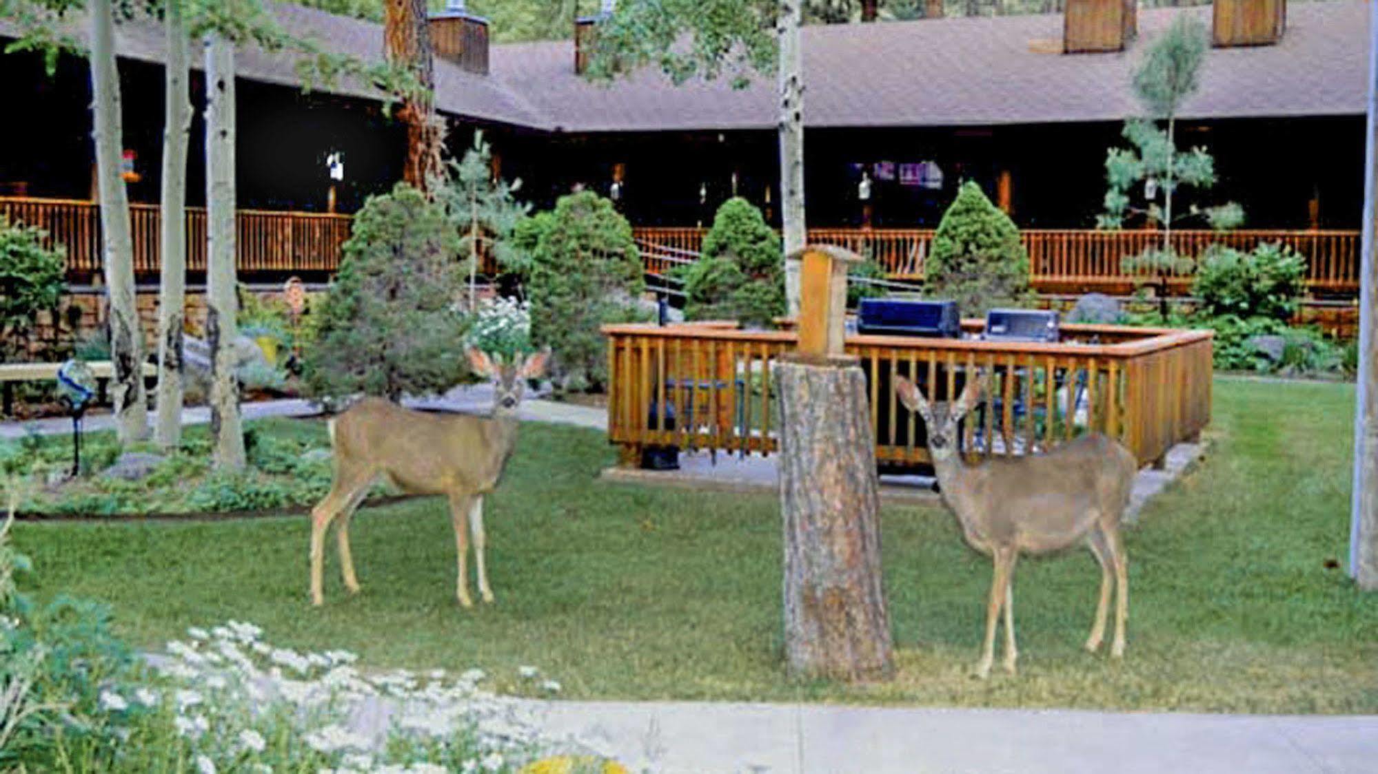 Shadow Mountain Lodge And Cabins Руидозо Экстерьер фото